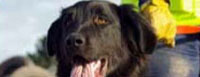 NZ USAR Search Dog Association